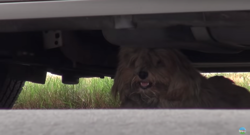 車の下に隠れる野犬