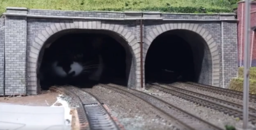 トンネルの中の猫