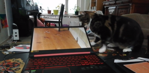 パソコンの後ろに手を伸ばす猫