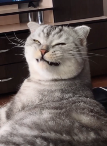 ニヤッと笑う猫