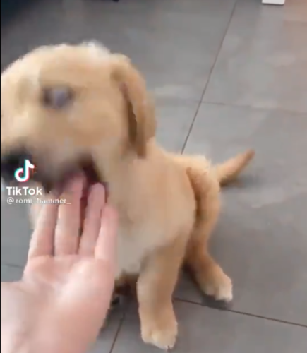 恐ろしい表情で噛み付く子犬
