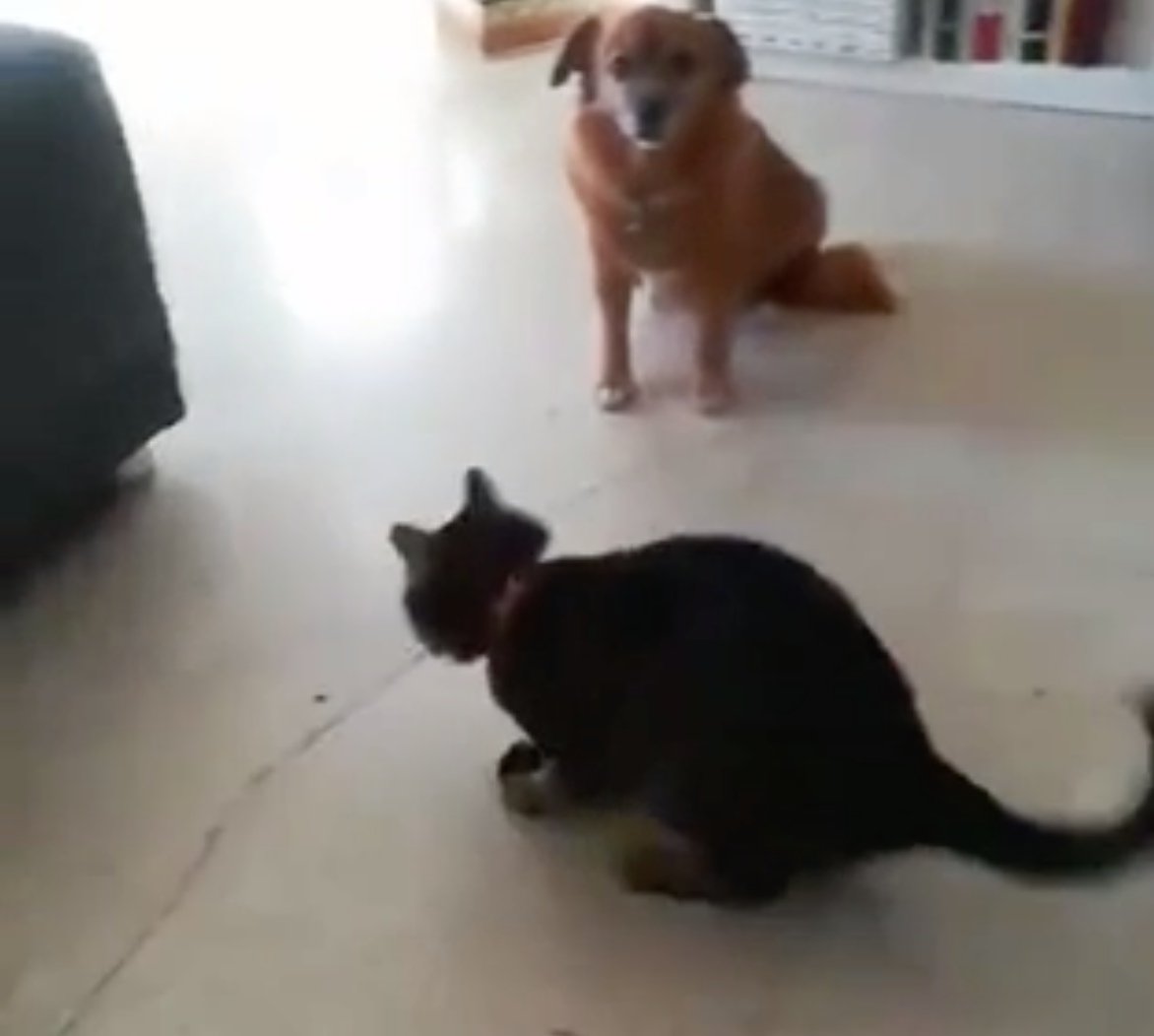 ボールで遊ぶ猫とそれをみる犬