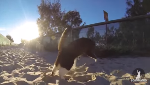 砂浜で遊ぶ猫と犬