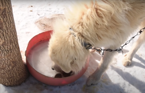 氷を舐める大型犬