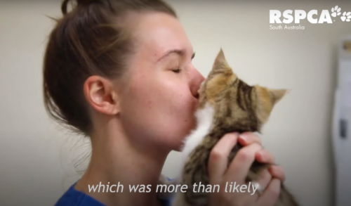 看護師さんにキスされる子猫