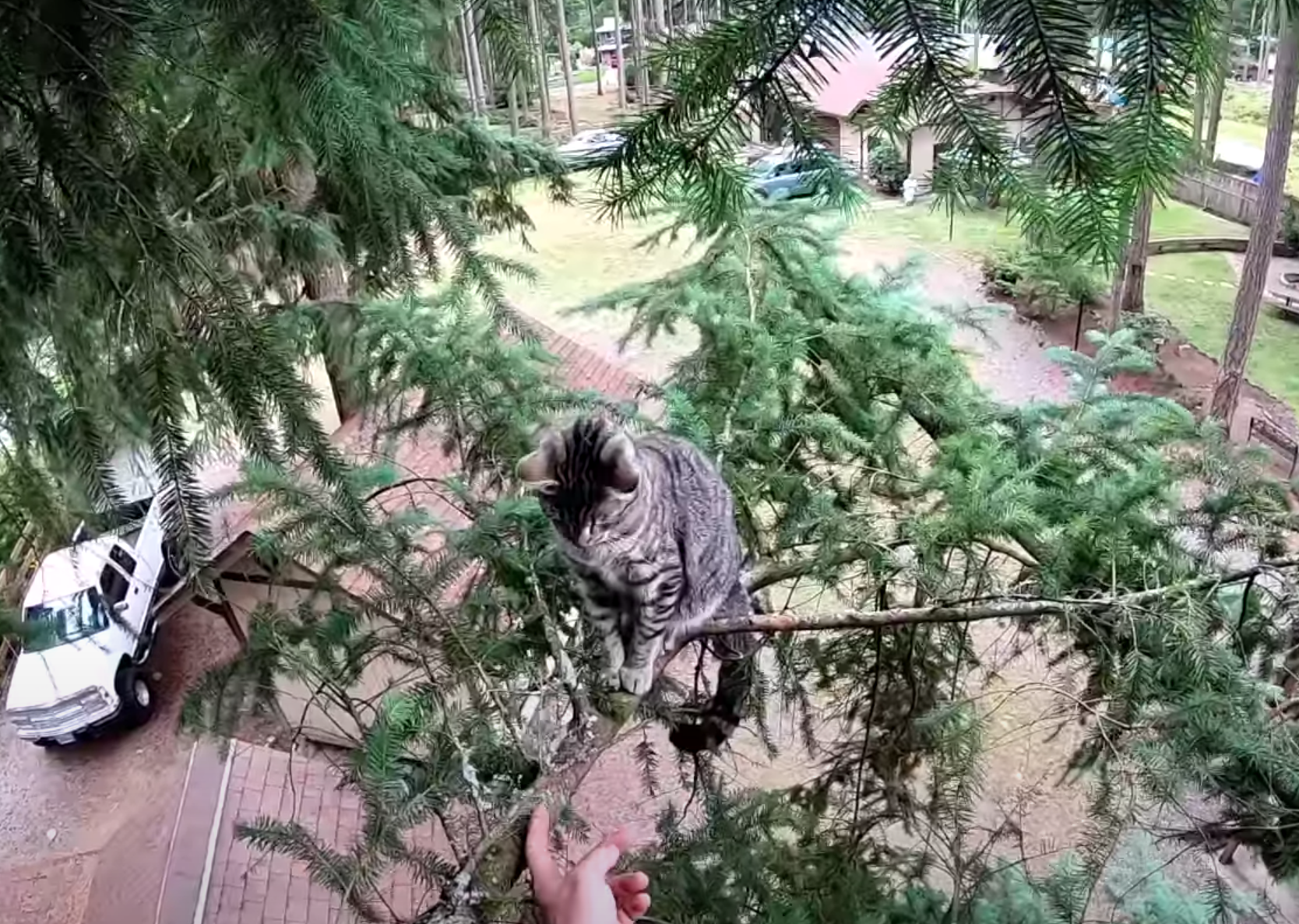 枝の上に座る猫