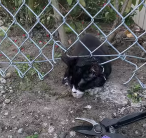 フェンスに挟まった子猫