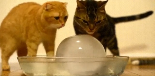 氷を舐める2匹の猫