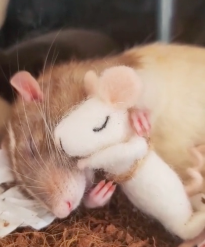 ネズミの人形を抱きしめて眠る