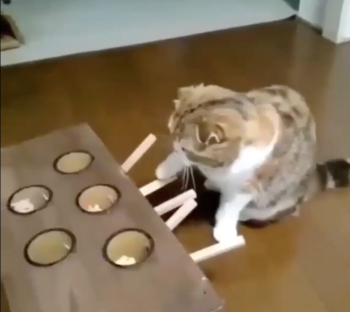 モグラ叩きゲームをする猫