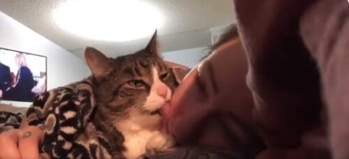 顔を舐める猫