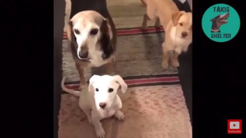3匹の犬
