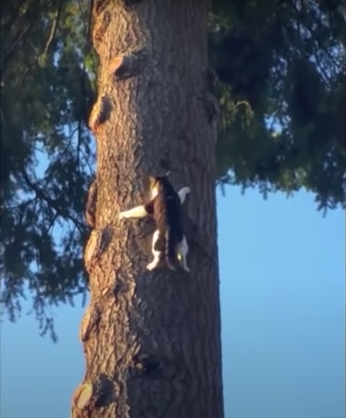木に張り付く猫