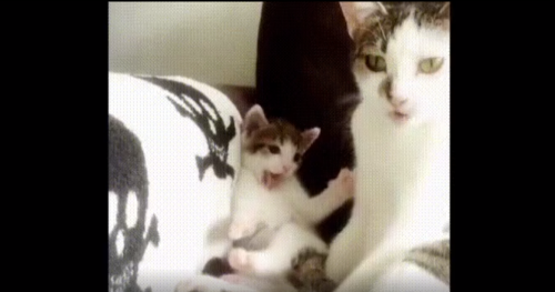 母猫を見ながら舌を出す子猫