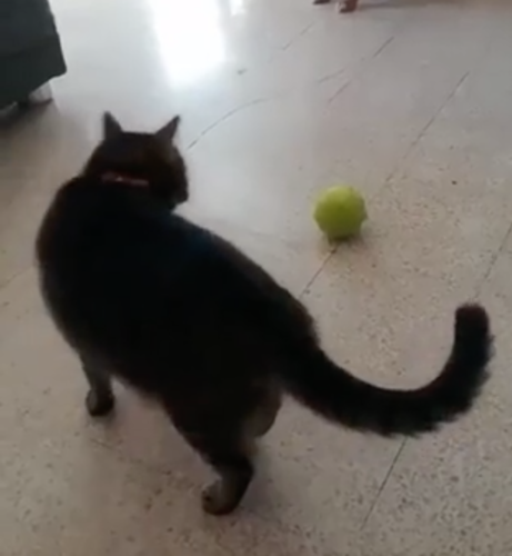 ボールを見つめる猫