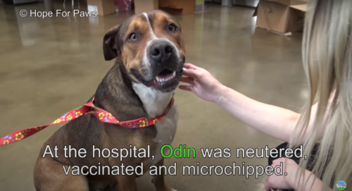 病院で笑顔を見せる犬
