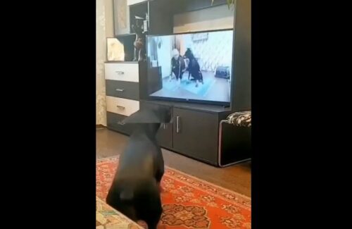 テレビの前で座る犬
