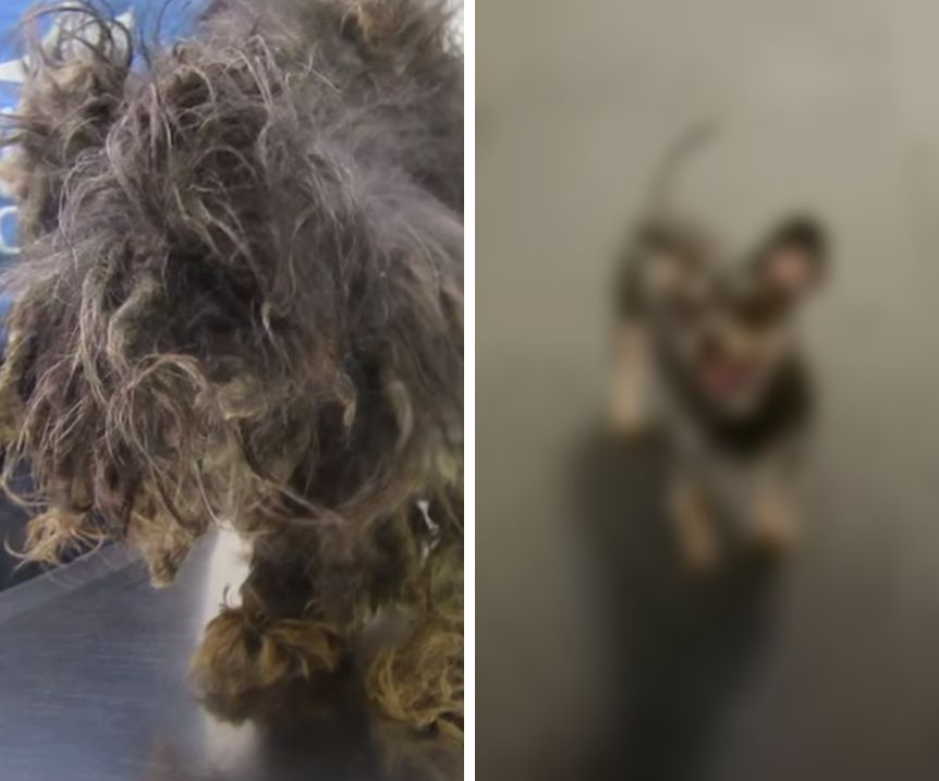 檻に閉じ込められていた小型犬を救出すると 驚きのビフォーアフター もふたん