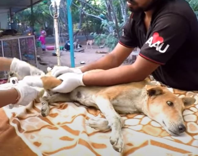 事故によって後ろ足を骨折してしまった犬 溝の中に隠れていたところを救助 もふたん