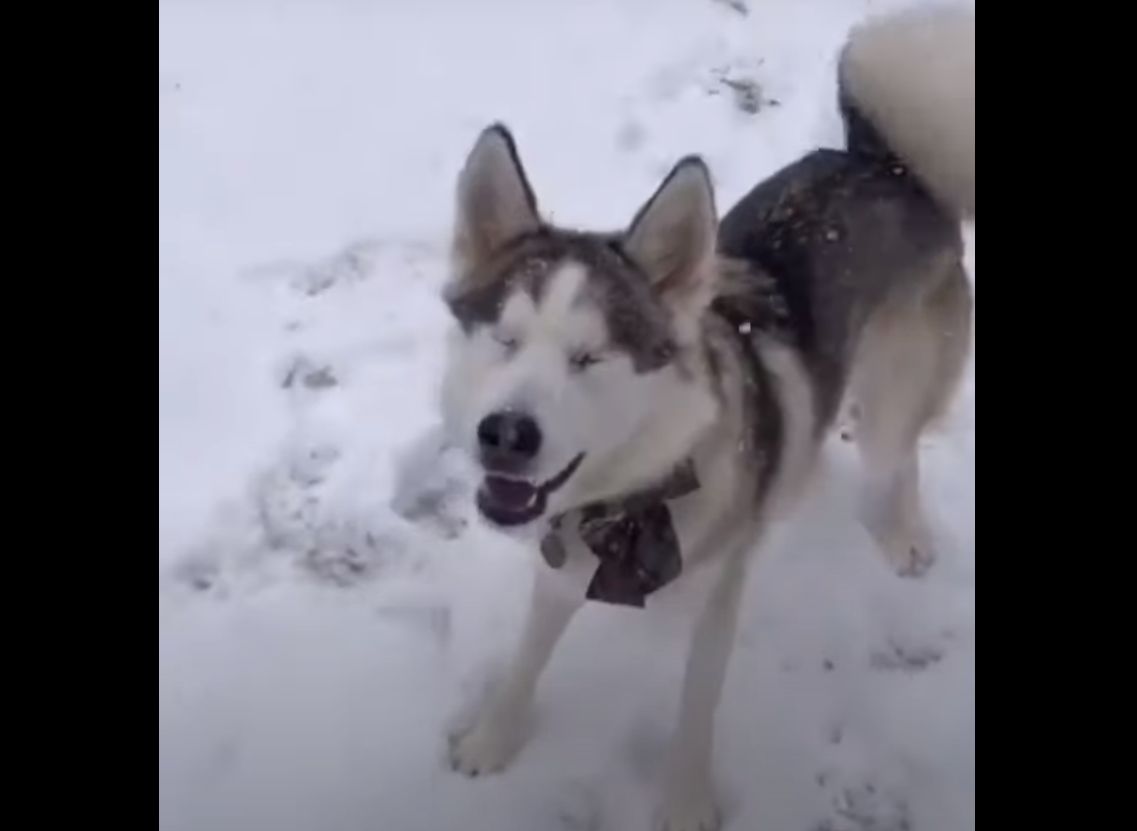 ハンデがあっても関係ない 雪の中を駆け回る 盲目の犬 にほっこり もふたん