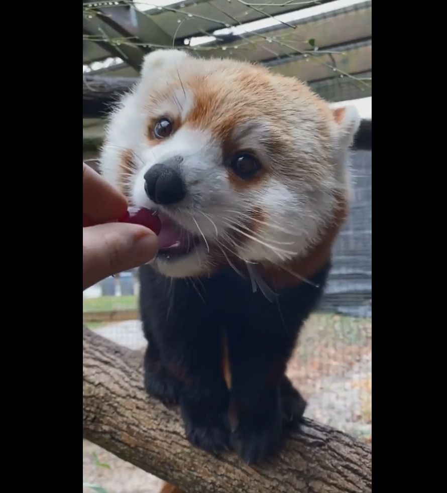 なんでこんなにかわいいの ひたすらベリーを食べ続けるレッサーパンダの動画が癒やされると話題 もふたん