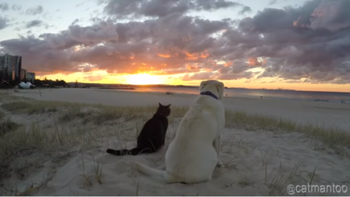 夕陽を見る犬猫