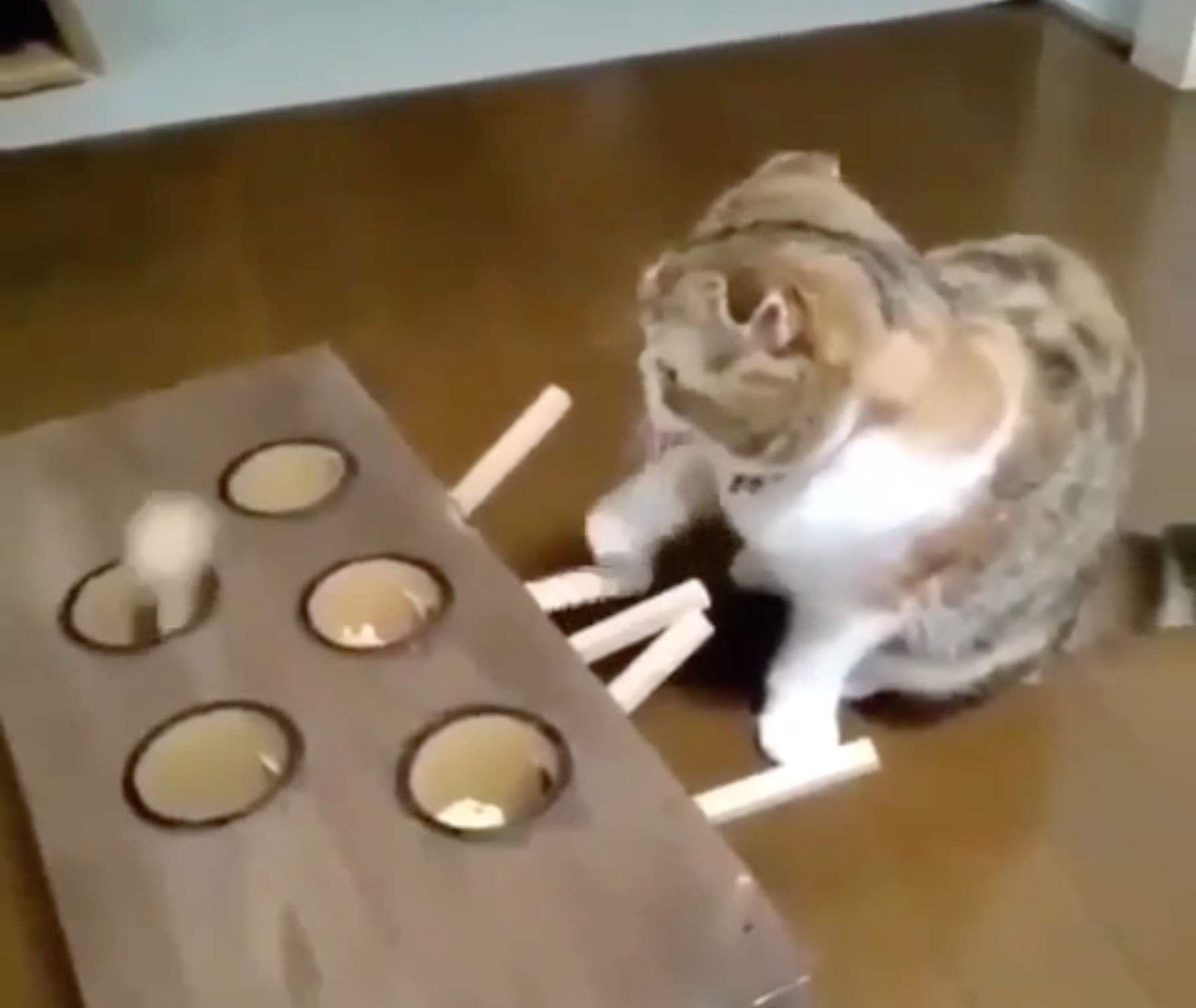 モグラ叩きを操作する猫