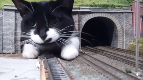 トンネルから出てくる猫