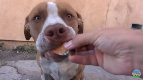 食べものを食べる犬