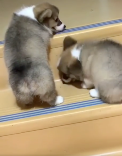 階段を上るコーギーの子犬たち