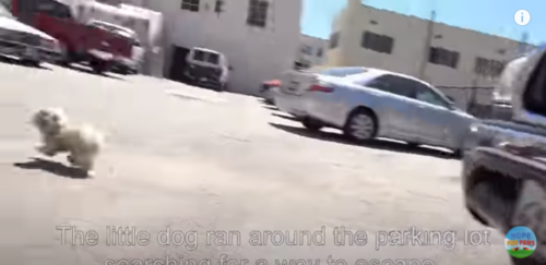 逃げる犬