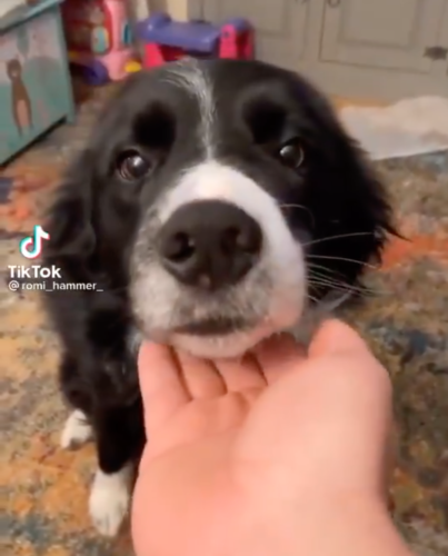 手に顎を乗せる犬