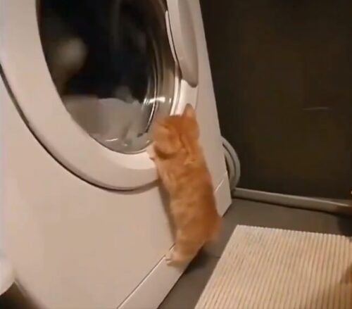 洗濯物を見る子猫