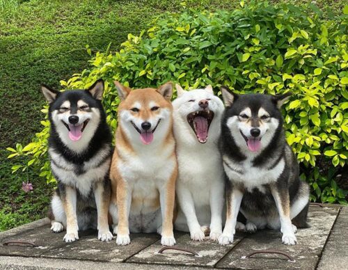 空気が読めないとこがカワイイ 柴犬たちの集合写真を台無しにする白柴ちゃんが話題 もふたん