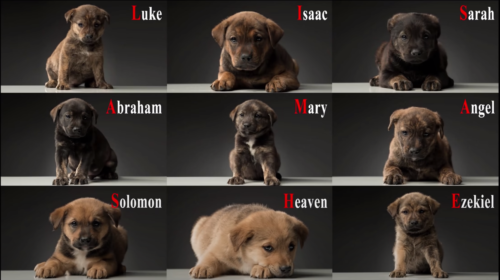 9匹の子犬と名前