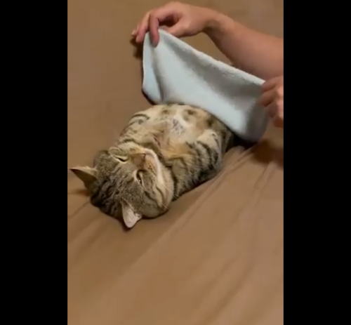 タオルをかけられる猫