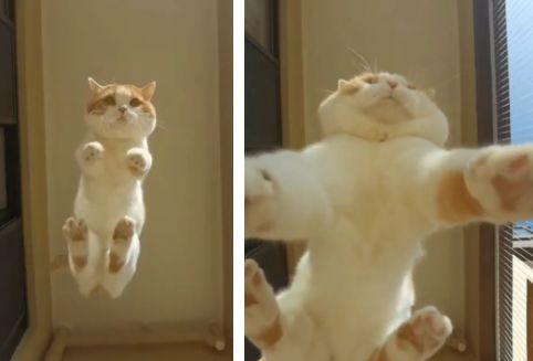 猫好き大興奮の迫力満点な 猫が降ってくる映像 がネット上で話題に もふたん