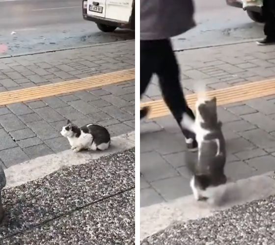 誰かかまって 通行人に猛アピールを続ける猫さんがおもしろ可愛い もふたん