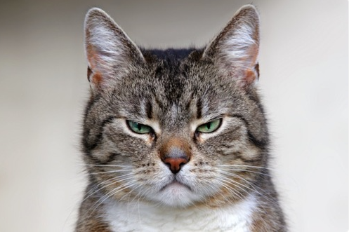 怒った猫の顔