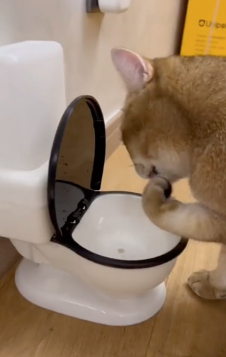 トイレから水を飲む猫