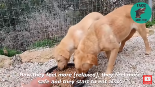 ご飯を食べる犬たち