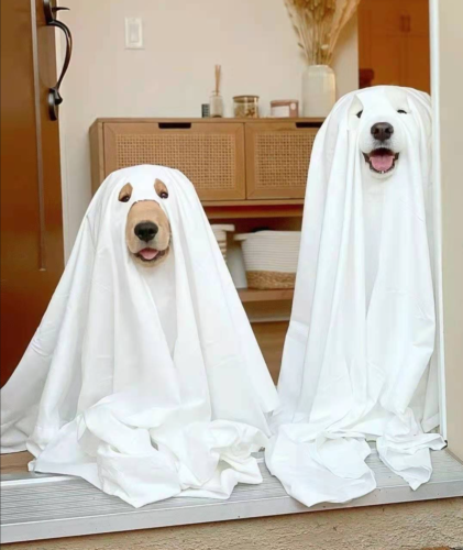 仮装をした2匹の犬