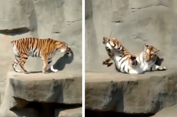 勇ましく唸り声をあげたトラにまさかのハプニング 反応が完全に 猫 だと話題に もふたん