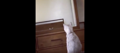 鏡を見つめる猫