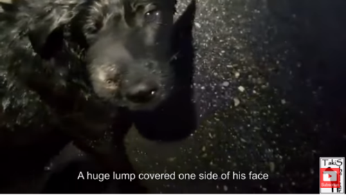 顔の半分が腫瘍に覆われた犬
