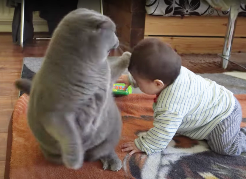 ダメだにゃ 猫をナデナデしたい赤ちゃんをヒラリと交わしながら優しく見守る猫ちゃん もふたん