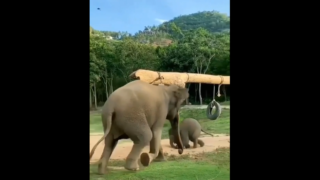 子ゾウに駆け寄る母ゾウ