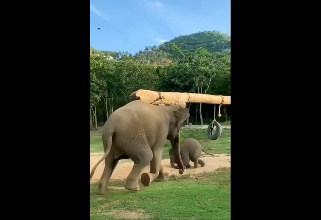 子ゾウに駆け寄る母ゾウ