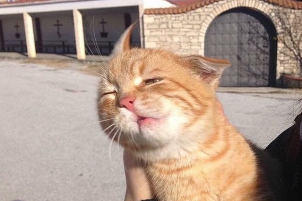 モロに強風を受けた 猫さん 顔が歪んじゃった 面白かわいい と話題 もふたん