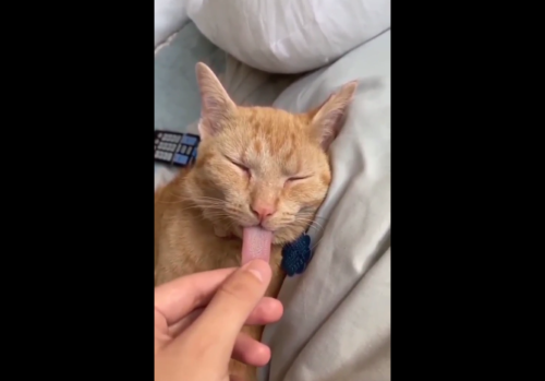舌を引っ張られる猫